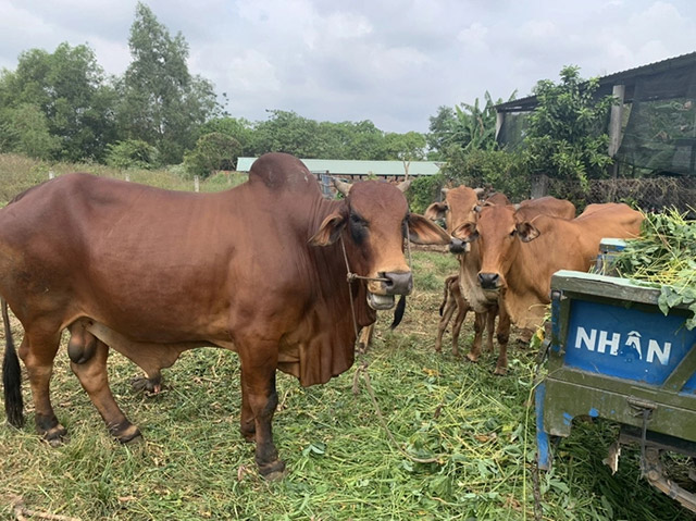 Nuôi bò sinh sản