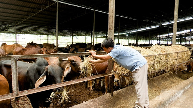 Trại bò ở Đồng Nai