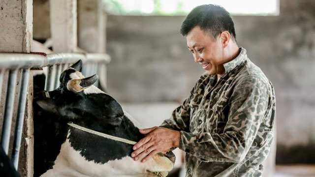 Hà Nội: Gia tăng hiệu quả chăn nuôi trên địa bàn thành phố