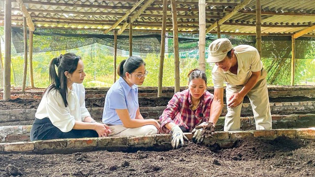 Phú Thọ: Phát triển nuôi giun quế mang lại nhiều lợi ích cho nông nghiệp và môi trường