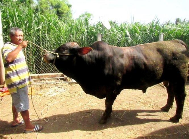 Đàn bò chất lượng cao