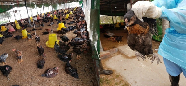 A/H5N8