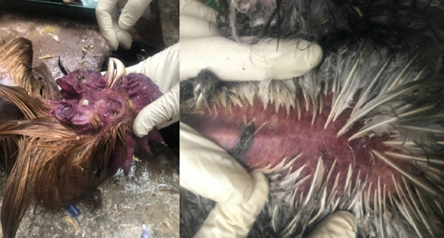 Cúm gà A/H5N8