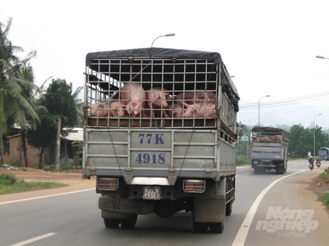 Nuôi heo có lãi ở Bình Định