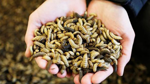 Chuyển giao công nghệ nuôi ấu trùng ruồi lính đen tạo thức ăn chăn nuôi