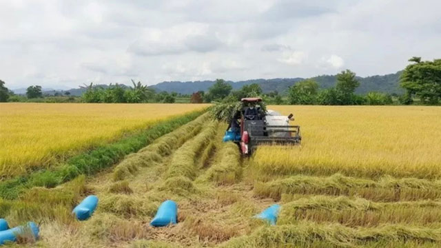 Giá lúa gạo hôm nay ngày 28/7: Giá gạo tăng 150 -200 đồng/kg; gạo xuất khẩu ở mức thấp nhất