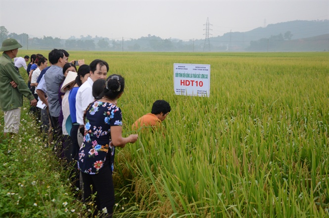 Giống lúa Tuyên Quang