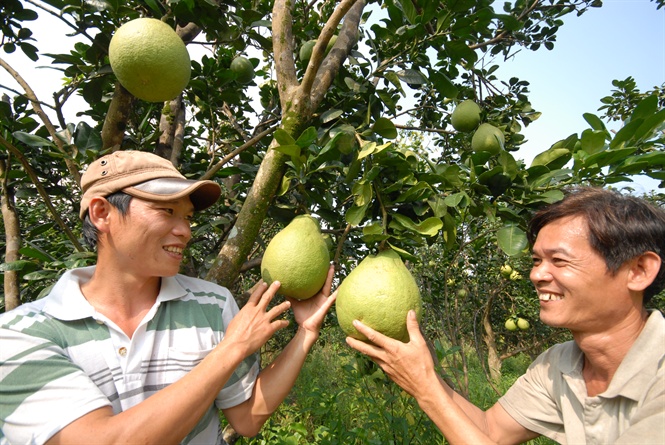 Thu hoạch bưởi