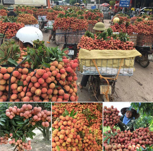 Vải thiều vào vụ