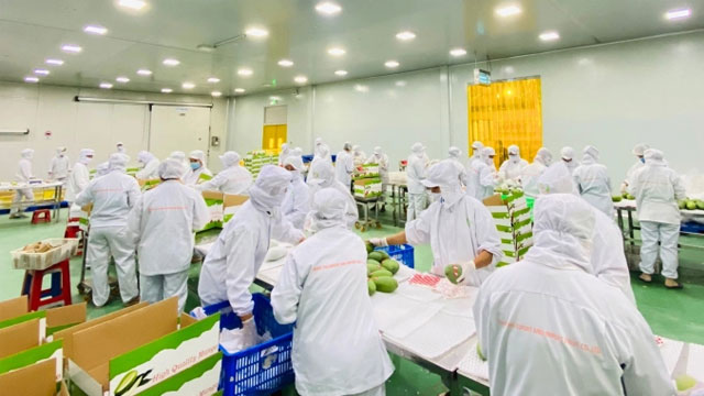 Bringing Vietnamese 'thorny' fruit into demanding markets