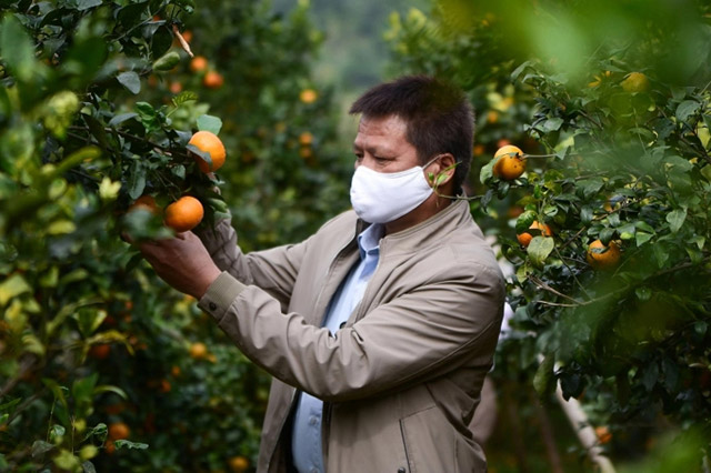 Agricultural production planning in Vietnam