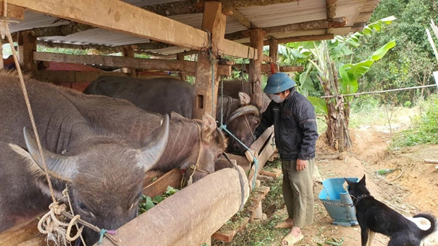 Mô hình nuôi trâu ở Mèo Vạc