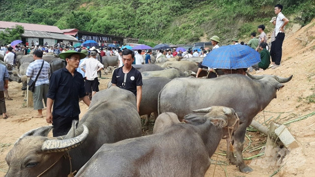 Mô hình nuôi trâu ở Mèo Vạc