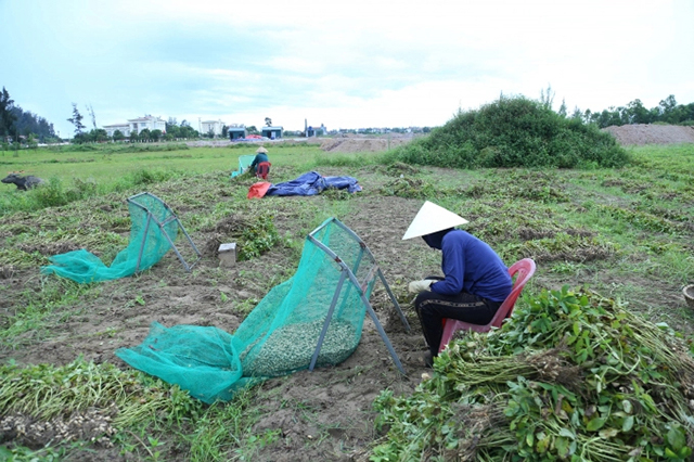 Vụ lạc Xuân hè 2022