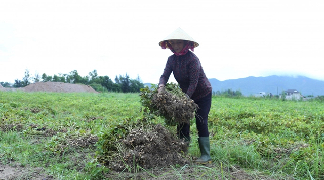 Vụ lạc Xuân hè 2022