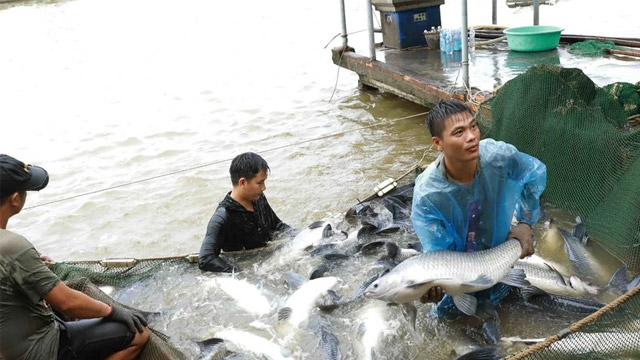 FAO: Sản lượng nuôi trồng thủy sản lần đầu tiên vượt sản lượng đánh bắt