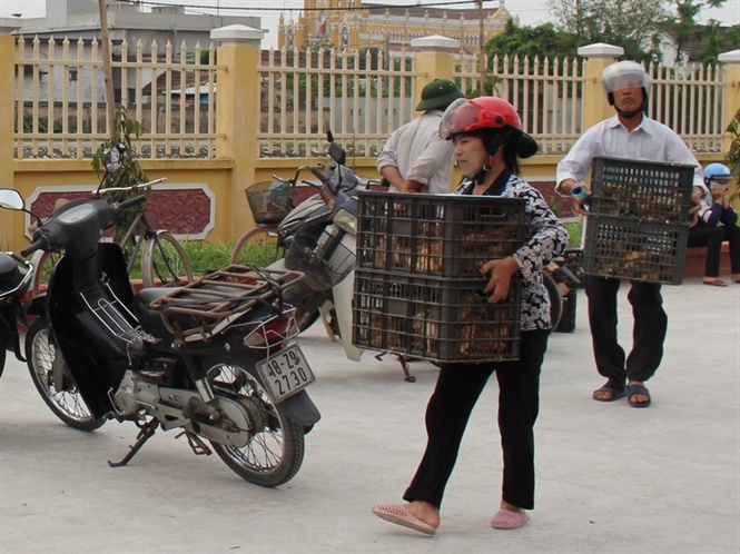 Hỗ trợ con giống