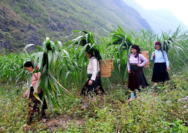 Đàn gia súc ở Hà Giang