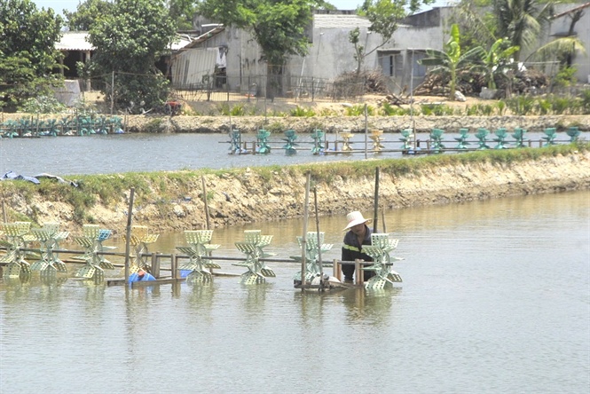 Kiểm soát chất lượng giống tôm