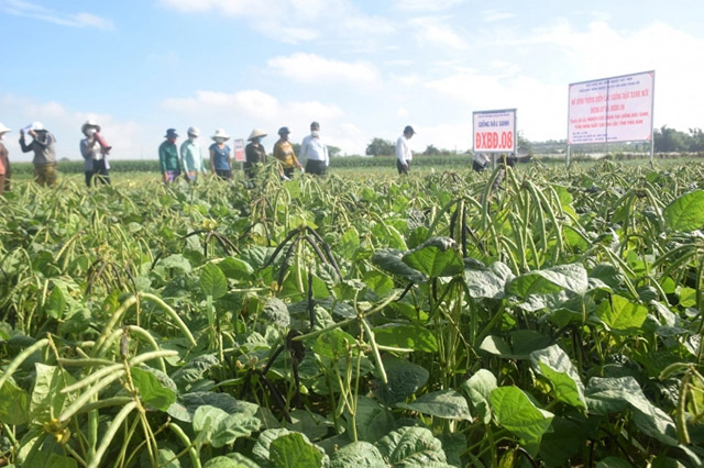 Bệnh khảm lá đậu xanh