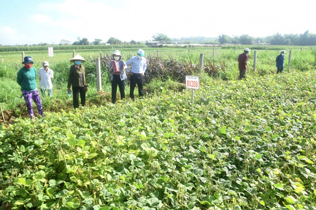 Bệnh khảm lá đậu xanh