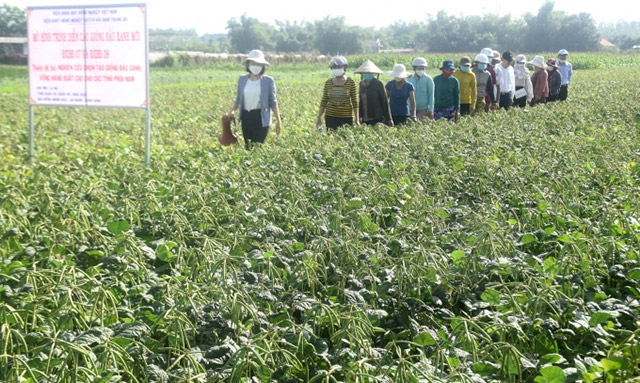 Bệnh khảm lá đậu xanh