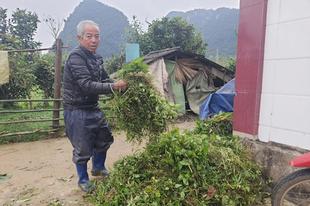 Phòng chống rét, bệnh cho gia súc