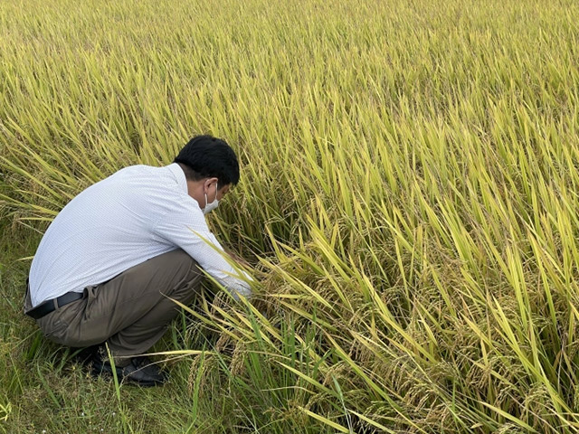 Rầy hại lúa Xuân