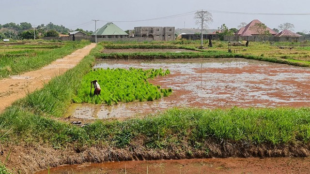 Hệ thống canh tác thẳng đứng tự động hóa cao của Aerofarms