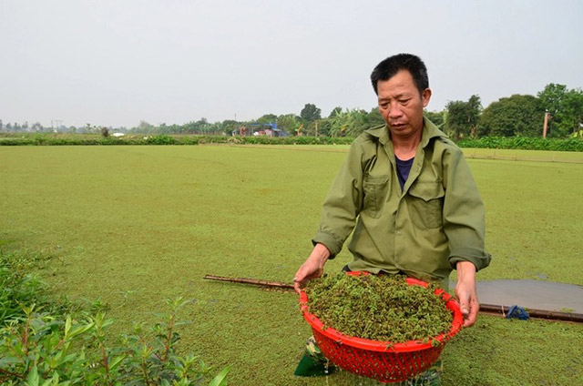 Mô hình trồng bèo hoa dâu làm dược liệu ở Thái Bình