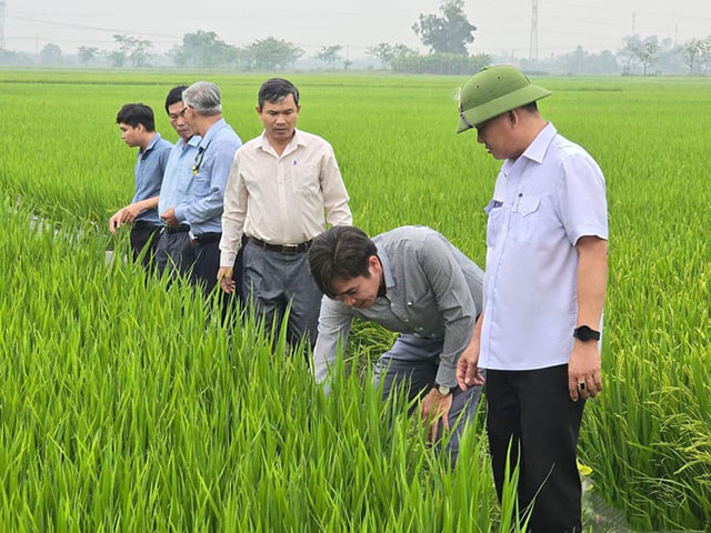 Bệnh đạo ôn