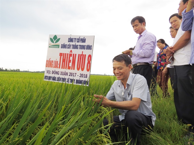 Giống lúa Thiên Ưu, Bắc Hương