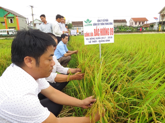 Giống lúa Thiên Ưu, Bắc Hương