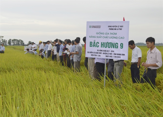 Giống lúa Thiên Ưu, Bắc Hương