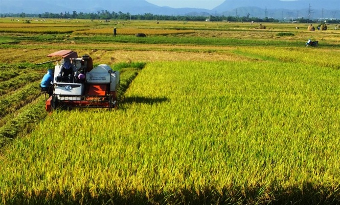 Hà Tĩnh vào mùa gặt