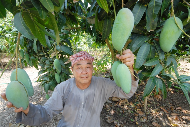 Xoài Đồng Tháp