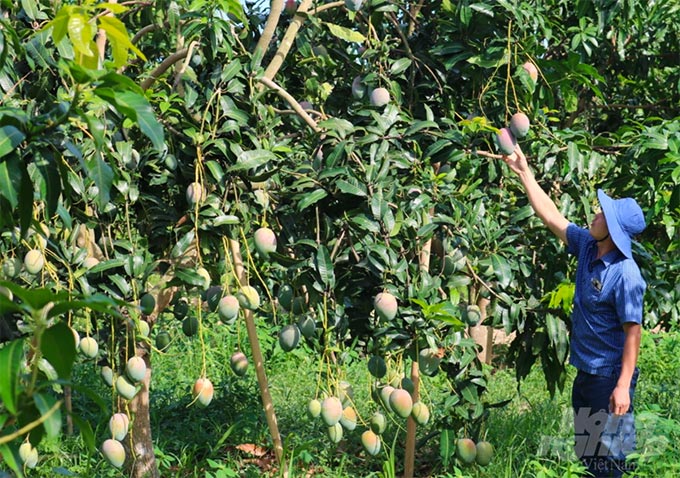 Giống xoài Keitt