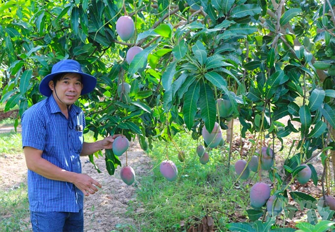 Giống xoài Keitt