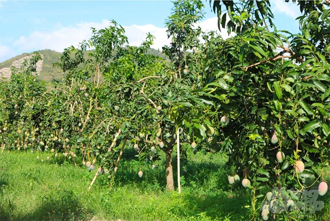 Giống xoài Keitt