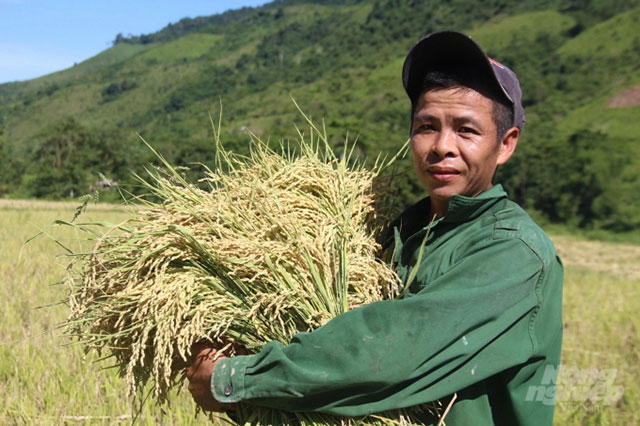 Vụ lúa xuân ở Nghệ An