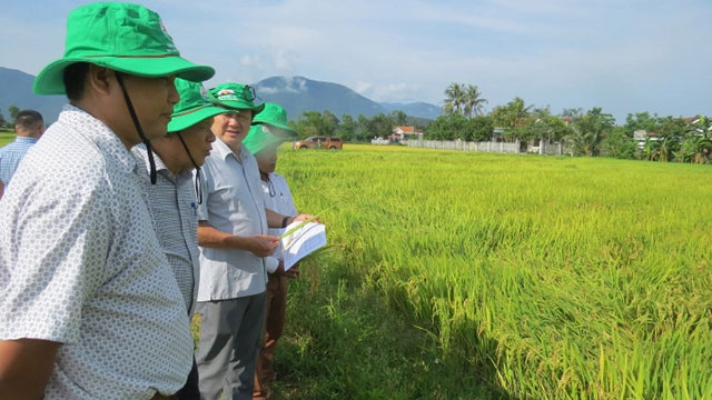 Mô hình lúa hữu cơ ở Phú Yên