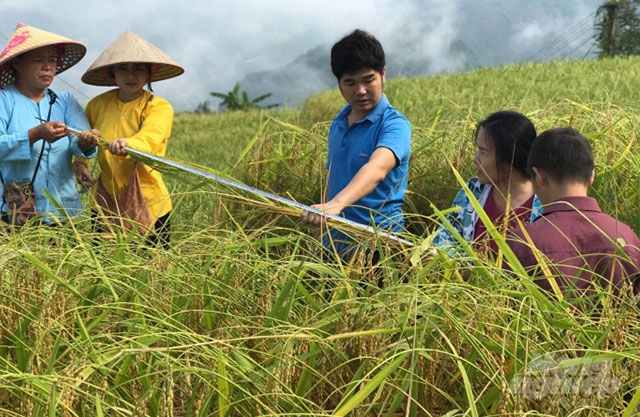 Mô hình trồng nho hạ đen của Công ty Cổ phần Đầu tư và Phát triển công nghệ xanh CAB.