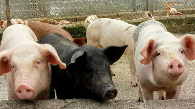 Vietnam stops live pig imports from Thailand
