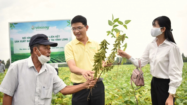 Luân canh đậu nành với lúa giúp giảm phân bón, tăng lợi nhuận