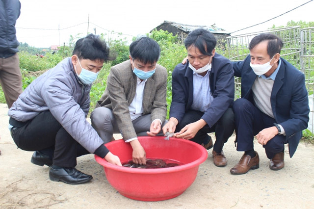 Mô hình nuôi cá dìa ở Gio Linh