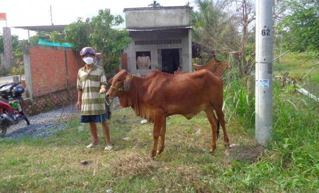 Nuôi đàn bò sinh sản