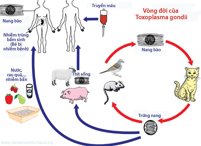 toxoplasma heo