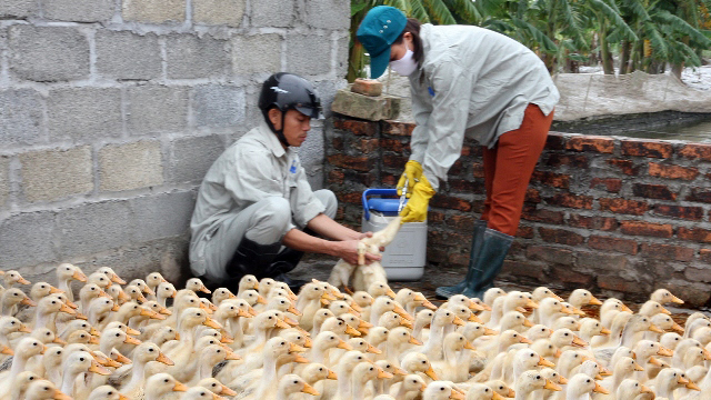 Phòng bệnh cho gia cầm mùa lạnh