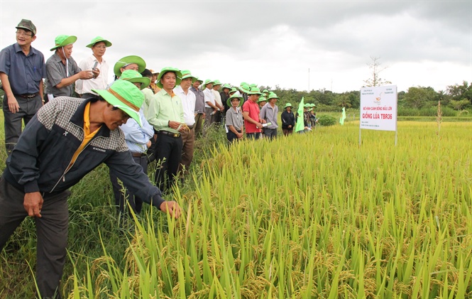 Giống lúa TBR36 trồng tại Tây Nguyên