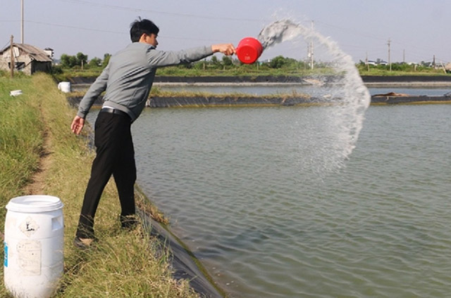 Nuôi cua thâm canh ở Hà Tĩnh